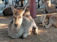 奈良公園