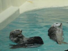 名鉄じゃなくて近鉄に乗って鳥羽水族館まで。
目的はもちろん双子旅なのでこちら。