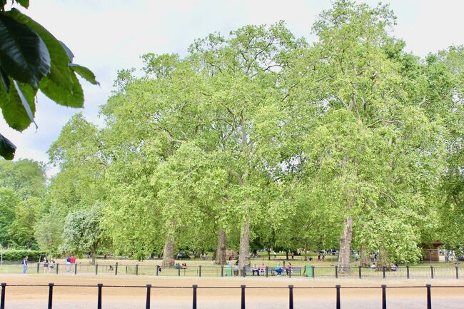 「今日は、パレードがありこの先少し行った大通りが<br />パレードと交わり、交互通行か時間制限の交通止めと<br />なっているから、もうバスは動けない。悪いが急ぐ人は<br />ここで降りてもらって良い」<br />とのことだった。<br /><br />まだ、多少の時間の余裕があるけどここでバスが<br />動くのをじっとして待つ手はない。と<br />緑が美しかったハイドパークでバスを降りました。<br />