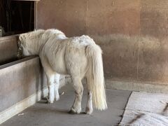 牧場内には動物と触れ合える場所あり。かわいいポニーいました。このほか、羊やウサギ、山羊さんも。レストハウスでエサを買って、動物たちに食べさせることができます。