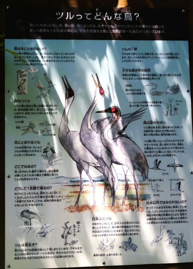 白い鳥と松の木の掛け軸 （現代水墨画家 絵師白道 「神様の松
