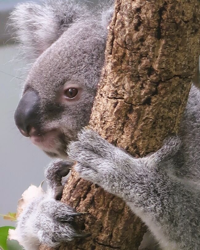 鹿児島37 平川動物公園d コアラ ふれあいの森 ☆飼育数が日本一