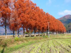 知内川の並木