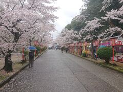 南側入り口周辺は桜祭りの会場となっており、かなりの人出でした。あいにくの小雨でしたが、花見を楽しむことが出来ました。