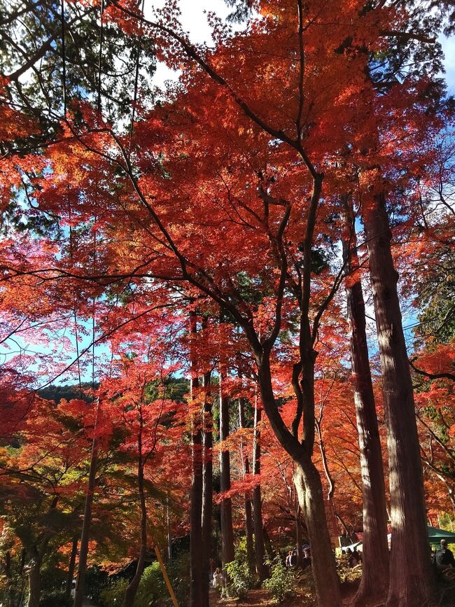 そうは言っても有名どころ、大賑わいなので、ちょっと足を延ばして