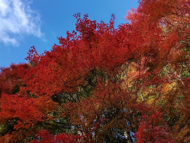 燃えるモミジに息を呑みます