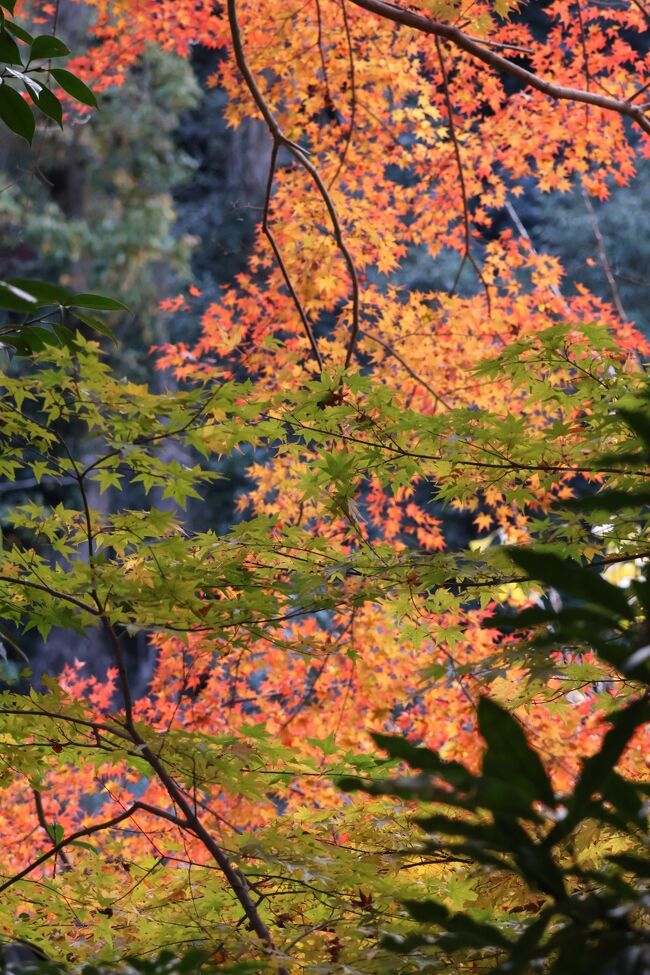 紅葉と常葉のコントラストもいい感じ