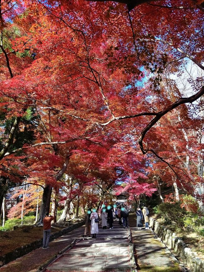 残念ながらモミジの赤絨毯には早かったようです