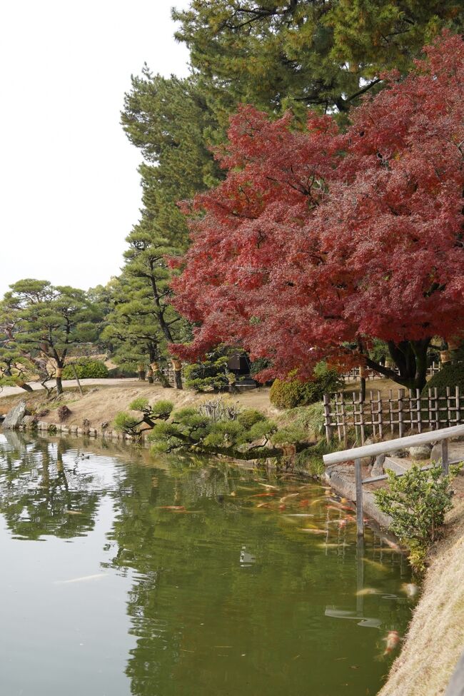 こんなにたくさんの鯉が寄ってきます。