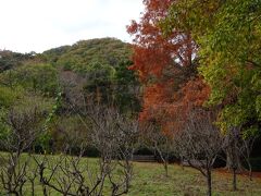 次は、甲山大師より大師みちを下り、広大な紅葉たけなわの甲山森林公園へ向かった。
甲山公園内は起伏に富み小登山も出来るほど。神呪寺の仁王門が標高191mで、森林公園の入口が標高164m、みくるま池に近いメイン出入り口は130m前後。短い距離で一気に50m前後は降ってしまう。

以下は次回。