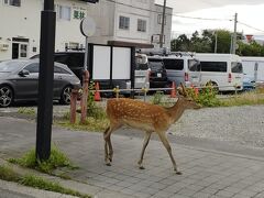 普通に鹿いるしね