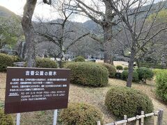 吉香公園。ここは日本さくらの名所100選にえらばれている。