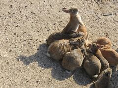 大久野島・・・うさぎの島

忠海港からフェリーで15分

野生のうさぎが暮らす島　到着

早速持参した人参あげると　次々うさぎが寄ってきて

立ち上がって　おねだり

その姿に癒され　ついつい時間忘れて　遊んでしまいます

春のような陽気で　お昼寝うさぎも多く

日陰でのんびり過ごすうさぎも　ちらほら

その反面　地図から消された　毒ガス島の歴史もあり

毒ガス資料館やその爪痕残す跡地も　残っています

世界的な　うさぎワンダーランド

うさぎの個性感じながら　この島の歴史やフィールドワークについても知ることができ　また訪れたくなりました