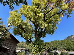 番屋跡の裏手、泉山弁財天神社境内にあるイチョウの巨木「大公孫樹」。樹齢約1000年、高さ約30mの巨木。黄色く染まるにはあと一歩というところでした。
