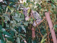 ローンパインコアラパーク