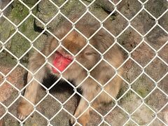 小田原動物園