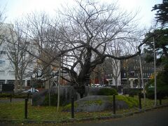 もう一つの観光スポットの石割桜へ。裁判所の前庭にひっそりとあり、「これ？」という感じ。今は葉もなく、さびしげ。