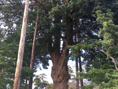 NINJA館の近くには高木のイヌマキが立っていて、太い捻れた幹が壮観でした。
