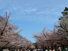 コロナで宴会客は居ないものの、うえの桜まつりが開かれる上野公園のメインストリートは沢山の人出です