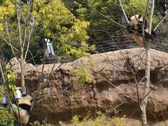 今回上野に来たのは、抽選で当選した双子パンダのシャオシャオ、レイレイの初公開を見るため。木の上で2頭とも寝ている姿が可愛い