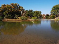 観自在王院跡

舞鶴が池に　
鶴・・・じゃなくて　
大詐欺・・・じゃなくて　
大鷺がいました。　