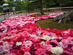 【由志園】GW中、池はボタンの花で覆われます。