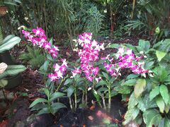 パンフレット等の解説はもらえなかったので、残念ながら何種類の蘭があるかはよくわかりませんでした。調べてみると1000種類を超える原種と2000種類以上の交配種からなる約60,000株の蘭が咲いている事が分かりました。世界最大級の蘭園だそうです。とてもきれいな花々がたくさん咲いていたので、写真をたくさん撮ってきました。表示がされているものが少なくて名前がわからないのがとても残念です。