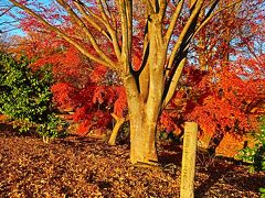 川沿いにある信玄堤公園
紅葉してました