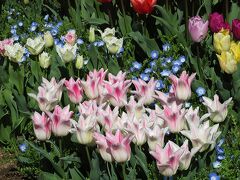 アンシラ
花壇のお花が、見事にお手入れされてました。