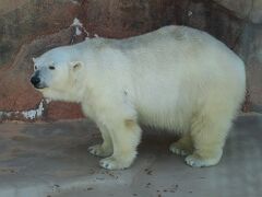 ホッキョクグマ♀バニラちゃん