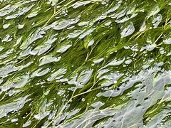 醒井宿
郵便局舎の方がもう梅花藻が咲いていると教えてくれたので、地蔵川をじっーと観察します
右下の小さな花が「梅花藻（ばいかも）」
5月から8月にかけて、地蔵川に咲くキンポウゲ科の水中花、3月ですが咲き始めていました
14℃前後の清流にしか生息しないそうです

局舎の方の亡くなられた旦那さまが、一度絶えた梅花藻を何年もかけて復活させたそうで、初夏になると梅花藻目的にたくさんの観光客が訪れます