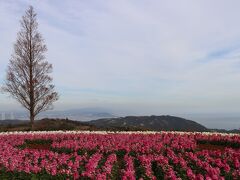 淡路島を縦断していきます。
あわじ花さじきにやってきました。兵庫県立公園です。
