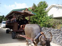 竹富島の名物観光と言えば水牛車。ゆっくり島をめぐるのも良いですし、何よりも絵になります