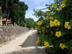 竹富島ではハイビスカスの花、サンゴ石の壁、白砂の道が印象に残ります