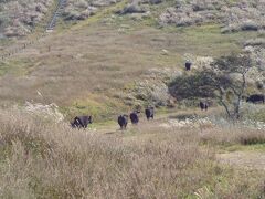 赤尾展望所からさらに南へ車で１５分ほど、鬼舞展望所へ向かいました。人は他に誰もいませんでしたが、放牧された牛がお出迎え。子牛もいたせいか親牛たちは警戒の声を出していました。お邪魔しますと静かに丘の上の展望所に向かう階段を上がって行きました。