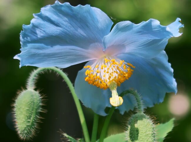 Garden街道-5 大雪森のガーデンc メコノプシス！ ☆高山の青いケシ-今