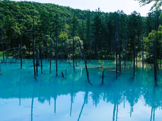 青い池（美瑛） 美瑛・白金青い池 | photo art space ─ by emi kikuchi