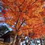 まだ紅葉もきれいだった松島