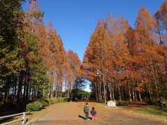 東京葛飾区　水元公園

メタセコイアの紅葉が見ごろになった。