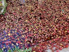  赤や黄色の紅葉が水面に
