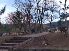 ☆奈良公園を訪れたのは中学三年の修学旅行以来だから。。。鹿が珍しい～