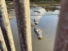 鬼山地獄
温泉熱でこちらはワニを飼育
寒いと動けないみたいです
爬虫類ってやっぱ寒いの苦手なんやな