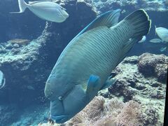 今日から風雨激しいので美ら海水族館へ。早めに着いたのでそこまで混んでなかった。
ナポレオンフィッシュがすごく大きい。
他の熱帯魚も一匹一匹が大きい。