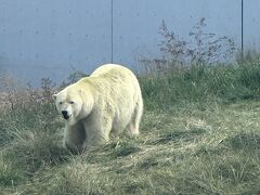 この動物園のメインはホッキョクグマらしい。
見れて良かった。