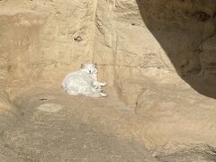 チタデルの土台の岩の上にかわいい猫がお昼寝中。