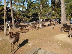 市内循環バスに乗り、奈良公園にやってきました。