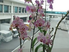 沖縄は本当に暖かいといつもこの花を見ると思います。シンガポールでたくさんの蘭を見てきた後なのでなおさらです。