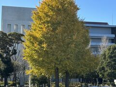 山下公園の通りにある銀杏並木は葉っぱが落ちてますが、公園の中にあるこの木は、まだ緑も残ってました。