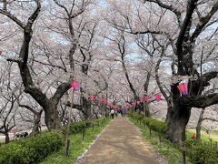 ３／２７
今日も休暇をとって埼玉を探検。せっかくの平日、朝早く、幸手権現堂桜堤の「桜まつり」に行ってみました。