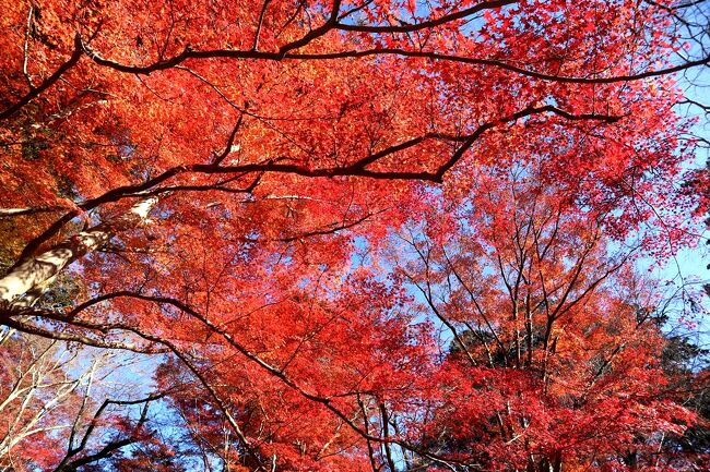 色艶やかな京都の紅葉をb_bさんと♪初めまして♪毘沙門堂、知恩